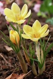 Premsaral Source Something To Say Flowers Amazing Flowers Crocus Flower Pretty Flowers