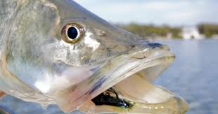 Snook Tampa Bay Fly Fishing Guide Sarasota St Petersburg Barbed Steel Charters Inc Fly Fishing Fish Saltwater Fishing