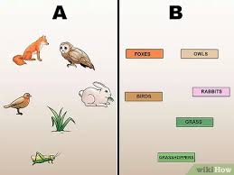Alga → siput → ular sungai → bangau → pengurai. Cara Menggambar Jaring Jaring Makanan 11 Langkah Dengan Gambar