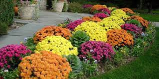 Garden Mums Chrysanthemum Spp Annual Small Growing Flowers Garden Mum Planting Mums