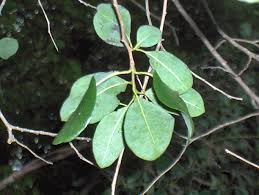 Image result for Hilsenbergia petiolaris