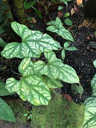 Image result for Cercestis congensis