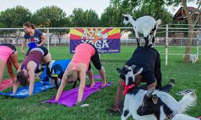 All our teachers are internationally certified and we offer a full array of classes every day. Limber Up And Help Set A World Record At Massive Mesa Goat Yoga Class