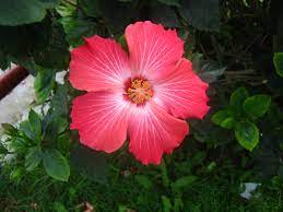 Es una planta hermosa y recia, con un tallo largo, que puede alcanzar el medio metro de altura, y vertical acabado en un capullo o en una flor increíblemente grande y hermosa que suele ser de color rojo, aunque hay variedades de otros colores. Flor De Amapola Amapola Flower By Dariusmondracos On Deviantart