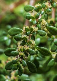 Image result for Pilea microphylla