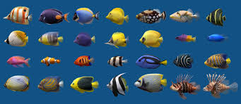 Saltwater Aquarium Fish Chart Saltwater Aquarium Fish