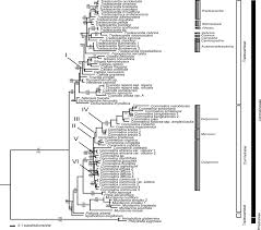Image result for Triceratella drummondii