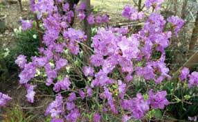 Maybe you would like to learn more about one of these? Japanese Flowers Top 10 Flowering Plants Japan All Over Travel Guide