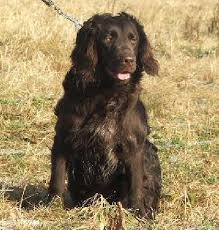 Image result for německý křepelák postava