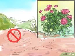 Learn how to grow peonies with planting and care tips from the pros. How To Plant Peonies With Pictures Wikihow