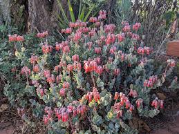 Image result for Kalanchoe
