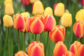 Peonies, lillies, roses, oh my! 10 Interesting Facts About Flowers Teleflora Blog