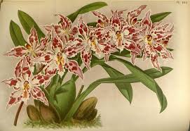 Image result for Neobolusia