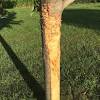 Pressure treated wood has many cracks in the wood which make it look old. 1
