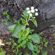Image result for Ageratum conyzoides