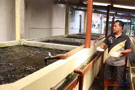 Kembangkan Teknologi Perikanan Air Tawar Lahan Minimal Hasilkan Lele Maksimal Harian Merapi