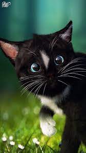 Felini The Funny Cat Easter Greetings By Til5 Org Home Of Felini The Cat Happy Easter Cats Pretty Cats Beautiful Cats