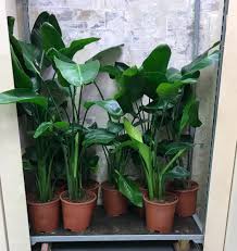 Image result for Strelitzia
