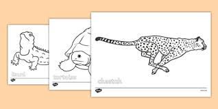 Sheets for preschoolers cover asian and african animals for their first geography lessons, while bible scenes of noah's ark and the nativity animals are ideal free activities for sunday school. Desert Animals Colouring Sheets Teacher Made
