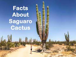 The large amount of water stored in a saguaro is a physiological adaptation. 8 Facts About Saguaro Cactus Topessaywriter