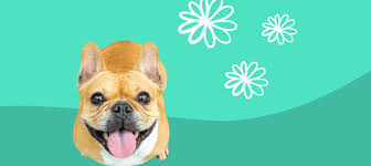 Check spelling or type a new query. Benadryl For Pets Safe Allergy Medicine For Dogs And Cats