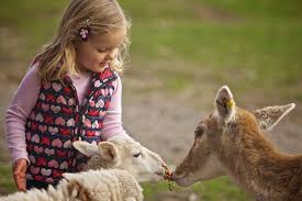 Petting zoo birthday party adelaide. Party Idea Hahndorf Farm Barn Play Go Adelaide Facebook