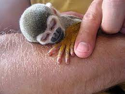 Someday This Will Be My Pet His Name Will Be Jerry Sleeping Animals Cute Baby Monkey Cute Animals