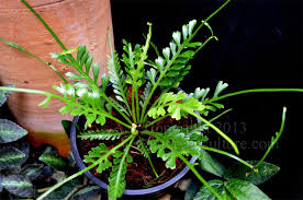 Image result for Asplenium ceii