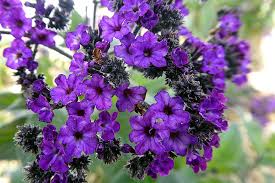 It is known for its showy flowers that bloom in the early summer through fall. Fragrant Plants Living Color Garden Center