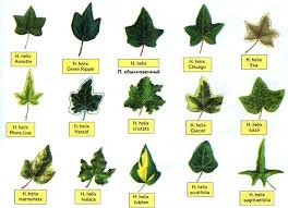 Hedera Helix Caenwoodiana Google 搜索 Ivy Plant Indoor Ivy Plants Hedera