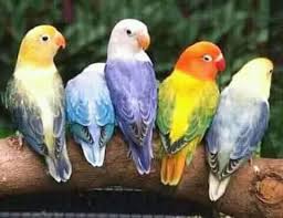 Jual beli segala burung asal halal. Klc Komunitas Lovebird Cilacap