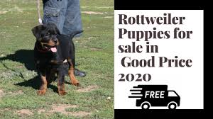 Simple and effective ways to make your rottweiler happy, healthy, and obedient. Rottweiler Puppies For Sale Virginia 07 2021
