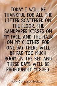 Today I Will Be Thankful Cat Quotes Crazy Cats Pets