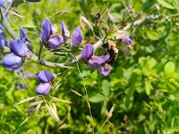 Image result for Baphia multiflora