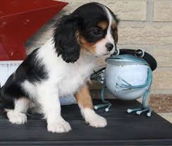 If you're considering adopting a cavalier king charles spaniel puppy, make sure you understand this breed's special health considerations. Cavalier King Charles Spaniel Puppies For Sale Houston Tx 266856