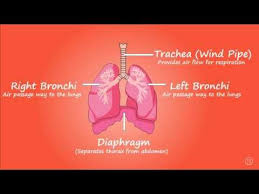 Pin On Medical Education F1 Digitals