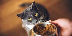 Maybe you would like to learn more about one of these? Makin Tinggi Kadar Protein Makin Sehat Pikir Kembali Sebelum Beli Cat Food Merdeka Com