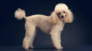 You'll never tire of all the possible clips, but you may find one that suits. 10 Haircuts For Poodles With Styles And Pictures