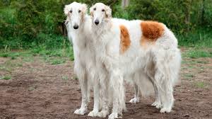 Hunting with borzois increased in 1861. Meet The Breed Borzoi Sheknows