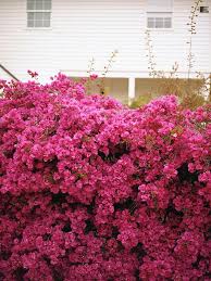 We did not find results for: This Is Glamorous Adventures In Love Design Fashion Home Decor Food And Travel Fashion Pink Garden Dream Garden Garden Wall