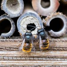 Birds That Make Mud Nests On Walls Mason Bees Got Their Name From Their Building Skills They Use Mud To Build Walls Within Their Nesting Tubes Between Cells Wher Mason Bees Bee Bee Keeping