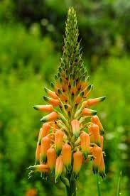 Image result for Aloe cooperi