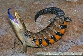 The price of the exotic animals for sale on the black market is based upon publicly available information. Northern Blue Tongue Skink Tiliqua Scincoides Intermedia Blue Tongue Skink Northern Blue Tongue Skink Lizard