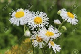 Questi bruchi possono essere di colore verde opaco con linee dorsali biancastre. Immagini Stock Fiore Aster E Petali Bianchi Con Il Centro Giallo Vivido A Nara Giappone Image 63160674