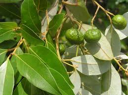 Image result for Cryptocarya