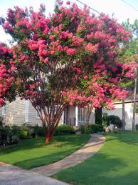 Southern Crepe Myrtles Are Beautiful In 2020 Front Yard Landscaping Lawn And Garden Seeding Lawn