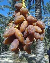 Deglet Nour Algerie La Meilleure Datte Au Monde Jardim De Frutas Arvore De Frutas Frutas