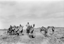 See more ideas about black and white, black and white pictures, pictures. Gallery Patrolling On Camels Australian Geographic