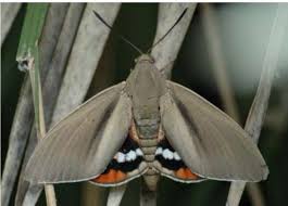 (4) enroulez ces lamelles autour des centres des palmiers pour créer les papillons. Ce Papillon Sud Americain Qui Menace Les Palmiers De Notre Littoral