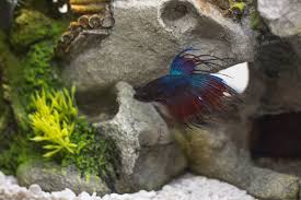 A wide variety of halfmoon betta options are. Halfmoon Betta Fish Care And Tips Pethelpful By Fellow Animal Lovers And Experts